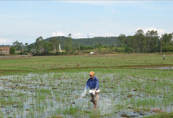 Nông dân Sơn Tịnh tiến hành xuống giống vụ Hè Thu 2016