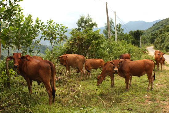 Tư Nghĩa chung tay “Vì người nghèo”