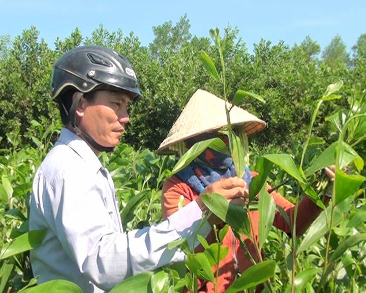 Sơn Tịnh: Làm theo lời Bác, nhiều nông dân xã Tịnh Đông vươn lên làm giàu