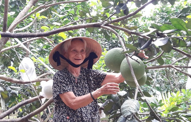 Cây Bưởi da xanh trên đất Nghĩa Hành