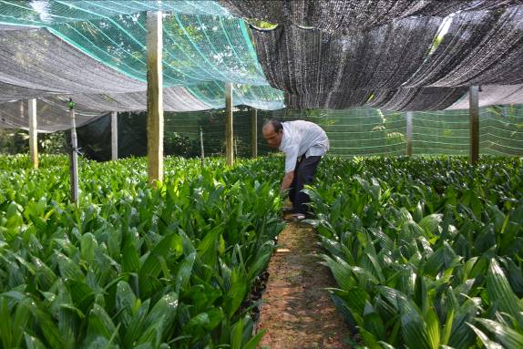 Sơn Tịnh thực hiện tái cơ cấu nông nghiệp