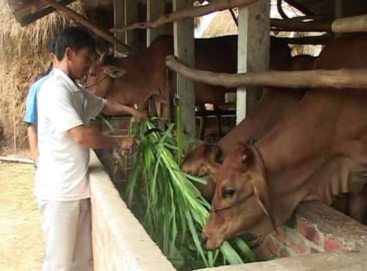 Hiệu quả đào tạo nghề cho nông dân